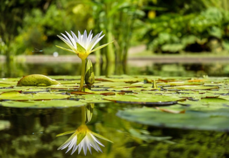 orto-botanico-450-anni-iniziative-bologna