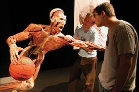 body worlds 2